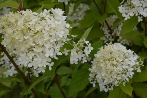 Hydrangea paniculata 'Limelight' ®