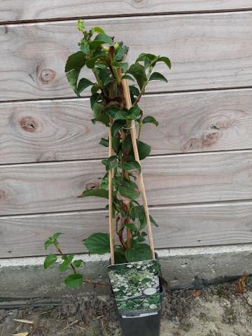 Hydrangea anomala petiolaris