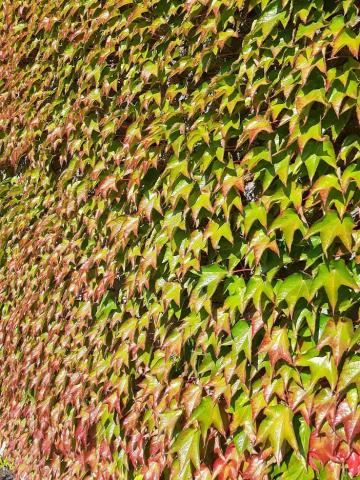 Parthenocissus quinquefolia