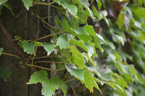 Parthenocissus tricuspidata 'Veitchii'