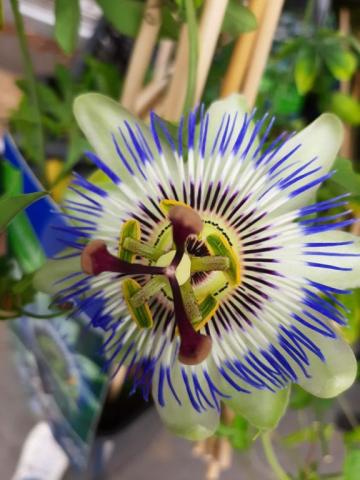 Passiflora caerulea