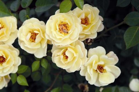 Rosa bijenweelde Geel