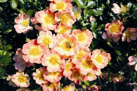 Rosa bijenweelde Abrikoos