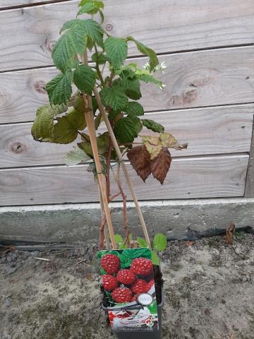 Rubus idaeus 'Autumn Bliss'