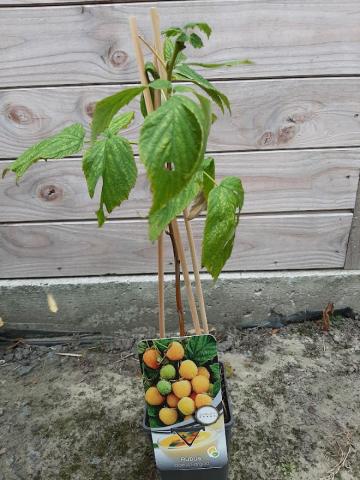 Rubus idaeus 'Fallgold'