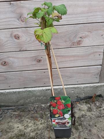 Rubus idaeus 'Glen Ample'