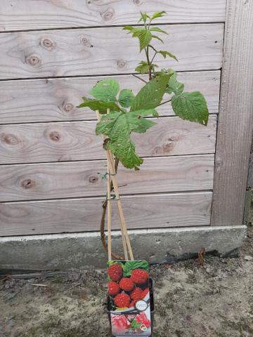 Rubus idaeus 'Malling Promise'