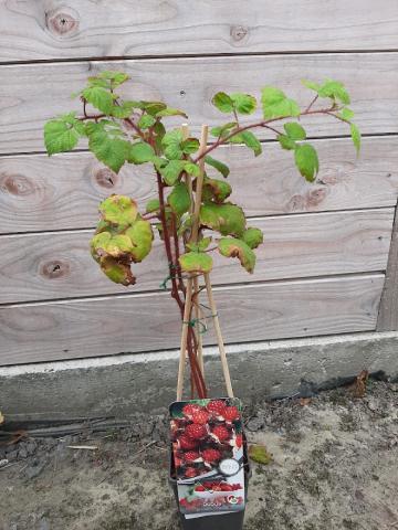 Rubus phoenicolasius