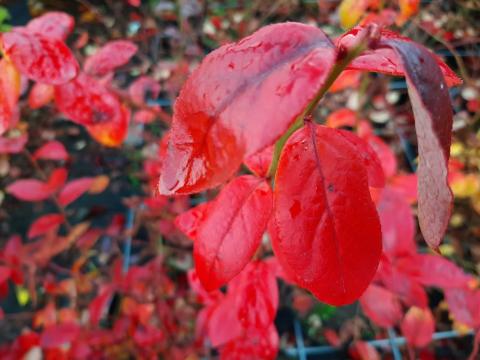 Vaccinium corymbosum 'Bluecrop'