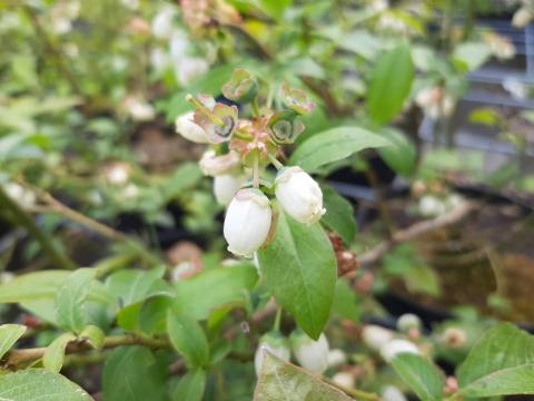 Vaccinium corymbosum 'Bluecrop'