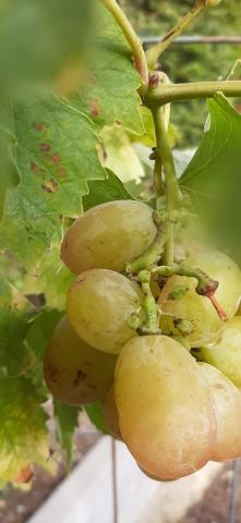 Vitis 'Vroege van der Laan'