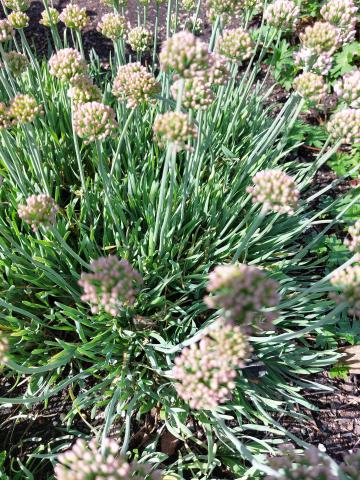 Allium senescens 'Glaucum'