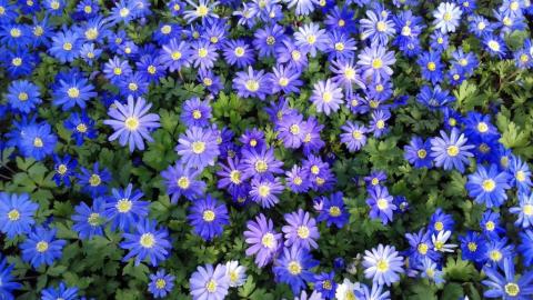 Anemone blanda 'Blue Shades'