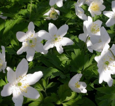 Anemone nemorosa