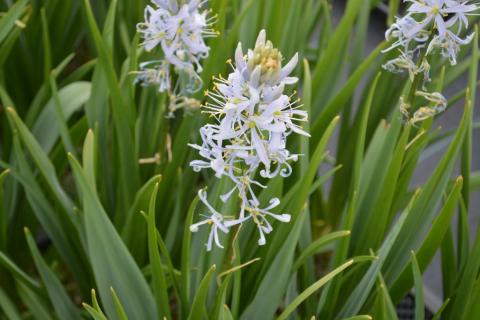 Camassia cuscikii