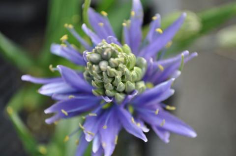 Camassia leichtlinii 'Caerulea'