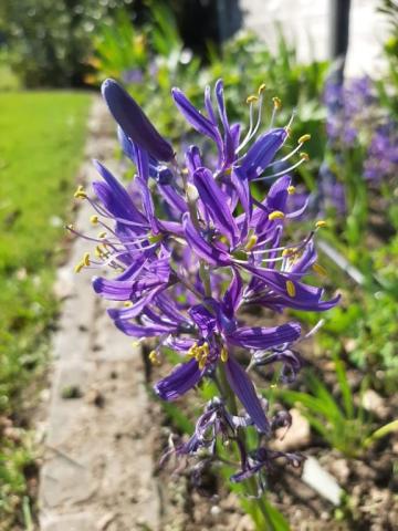 Camassia quamash