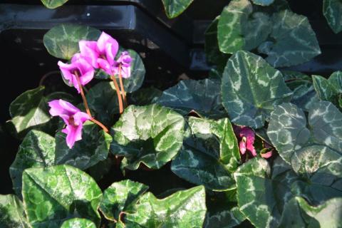 Cyclamen hederifolium 'Amaze Me'