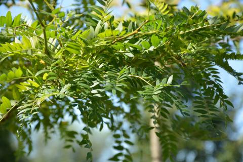Gleditsia triacanthos 'Sunburst'