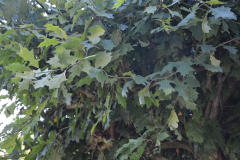 Quercus palustris HT