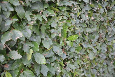 Fagus sylvatica
