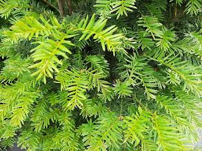 Taxus baccata