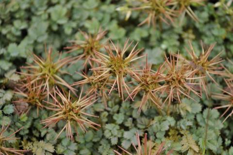 Acaena magellanica (glaucophylla)