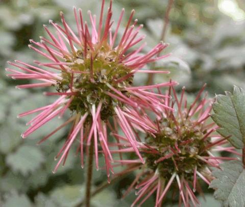 Acaena microphylla