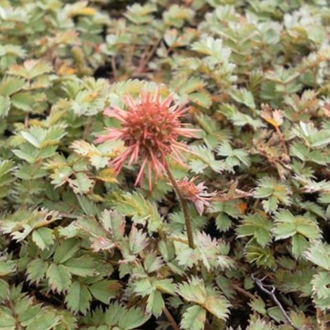 Acaena microphylla 'Dichte Matte'