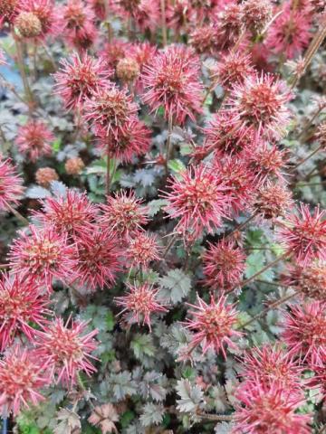 Acaena microphylla 'Kupferteppich'