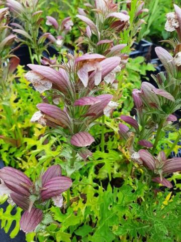 Acanthus hungaricus