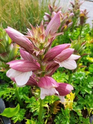 Acanthus hungaricus 'White Lips'