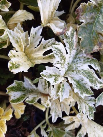 Acanthus hybride 'Whitewater' ®