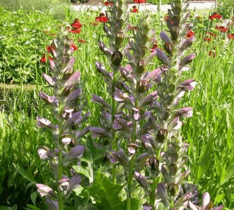 Acanthus mollis