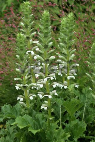 Acanthus mollis 'Jeff Albus'