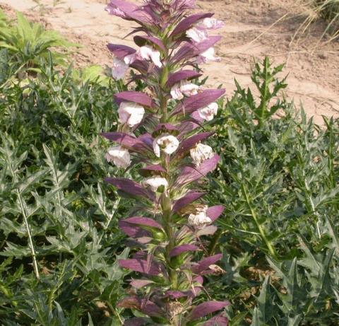 Acanthus spinosus