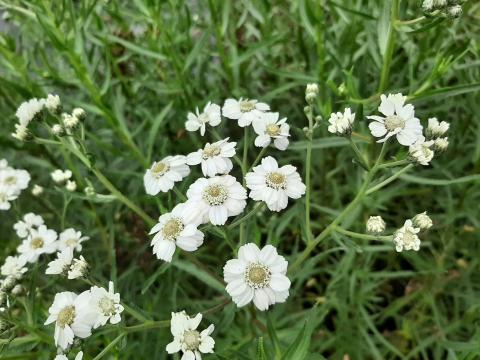 Achillea cartilaginea 'Silver Spray'