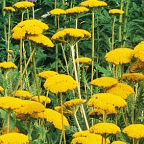 Achillea filipendulina 'Cloth of Gold'