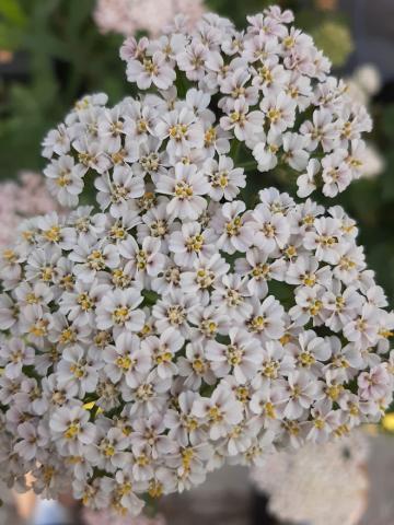 Achillea filipendulina 'Heinrich Vogeler'