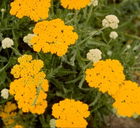 Achillea filipendulina 'Parker's Variety'