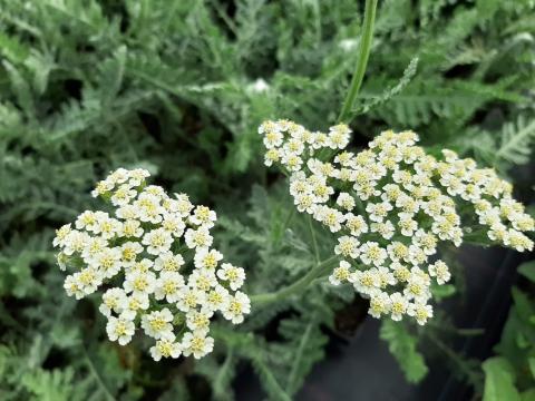 Achillea hybride 'Alabaster'