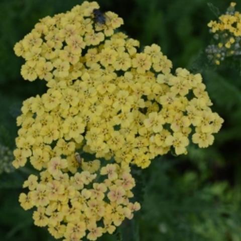 Achillea hybride 'Credo'