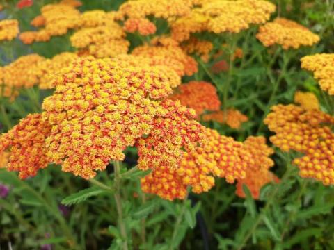 Achillea hybride 'Feuerland'