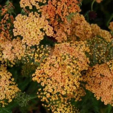 Achillea hybride 'Hannelore Pahl'