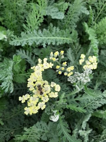 Achillea hybride 'Hannelore Pahl'