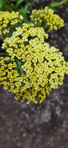 Achillea hybride 'Hymne'