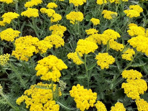 Achillea hybride 'Little Moonshine' (PBR)