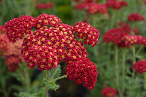 Achillea hybride 'Pomegranate' ®