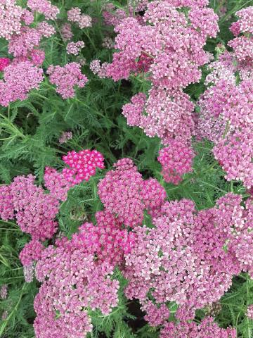 Achillea hybride 'Velour'