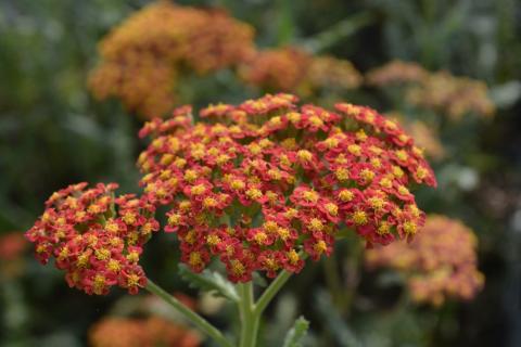 Achillea hybride 'Walther Funcke'